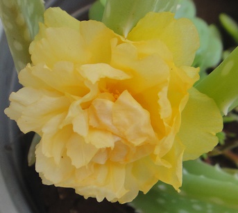 yellow moss rose